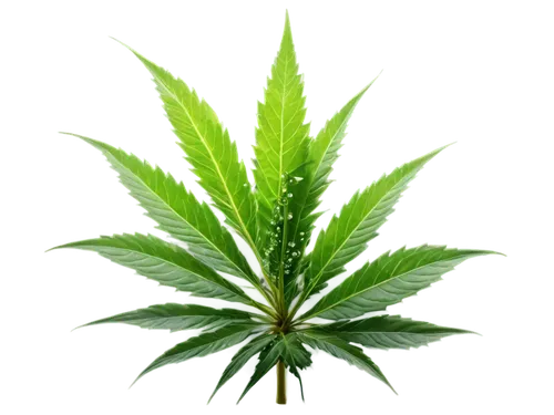 cannabidiol,custody leaf,mape leaf,mugwort,cannabinol,medicinal plant,weed,green leaf,jungle leaf,tropical leaf,crop plant,green congo,green plant,marijuiana,pot plant,foliage leaf,leaf background,japanese mugwort,broadleaf,fan leaf,Conceptual Art,Fantasy,Fantasy 17