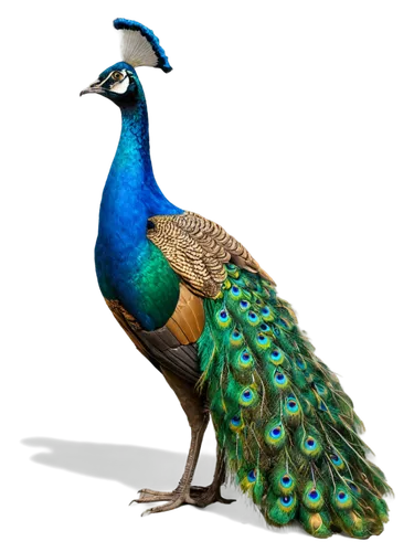 Male peafowl, vibrant plumage, iridescent feathers, green throat patch, golden nape, ornate eyes, slender neck, majestic posture, standing, morning dew, soft sunlight, shallow depth of field, warm col