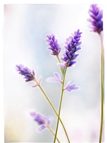 lavender flower,lavender flowers,the lavender flower,limonium,agastache,vervain,hyssop,purple flowers,lavenders,camassia,lavendar,violet flowers,verbena,violet colour,purple flower,lavender,lavender oil,milkwort,flower purple,liatris,Illustration,Realistic Fantasy,Realistic Fantasy 12