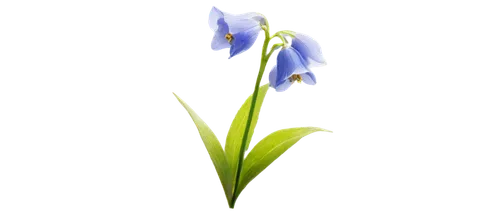 camassia,hyacinthoides,siberian squill,flowers png,blu flower,grass lily,flower wallpaper,blue flower,mountain bluets,flower background,garden star of bethlehem,grape-grass lily,lily of the valley,gentians,lily of the field,chionodes,butterwort,grass blossom,gentiana,lilly of the valley,Illustration,Abstract Fantasy,Abstract Fantasy 15