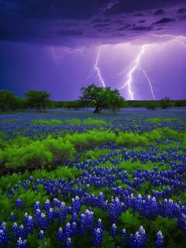 Lightning over a field of bluebonnets in San Marcos, TX,texas bluebonnet,jacaranda,bluebonnet,lightning storm,jacaranda trees,defense,aaa,violet flowers,purple landscape,thunderstorm,lavender field,pu