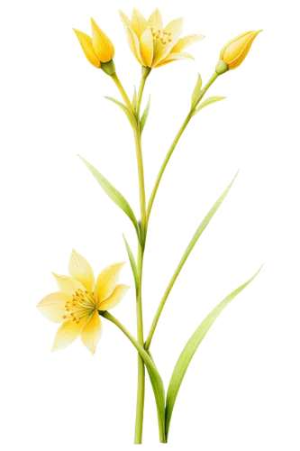 Easter weed, delicate yellow petals, slender stem, green leaves, soft focus, natural light, 3/4 composition, shallow depth of field, warm color tone, gentle swaying in breeze, close-up shot, isolated 