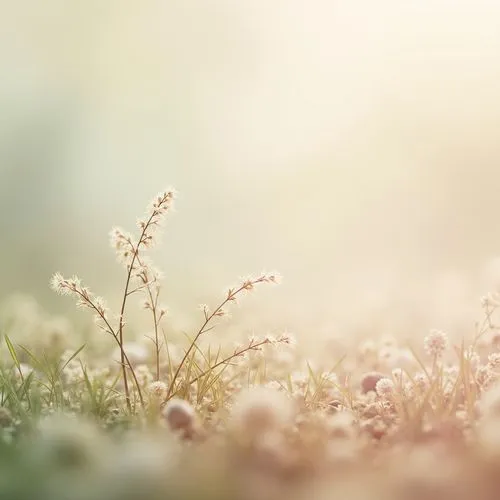 background bokeh,grass blossom,blooming grass,square bokeh,small meadow,meadows of dew,spring background,cotton grass,baby's breath,cottongrass,meadow flowers,meadow plant,summer meadow,floral digital background,bokeh effect,flowering meadow,meadow,dandelion background,meadow in pastel,grasslike