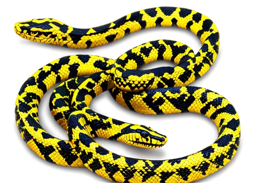 Yellow and black snakes, coiled posture, scaly skin, forked tongues, beady eyes, entwined bodies, rustic texture, intricate patterns, warm lighting, shallow depth of field, cinematic composition.,yell