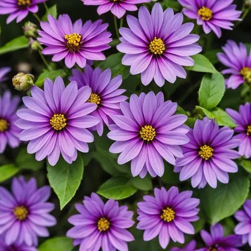 cineraria,purple daisy,violet chrysanthemum,senetti,purple chrysanthemum,barberton daisies