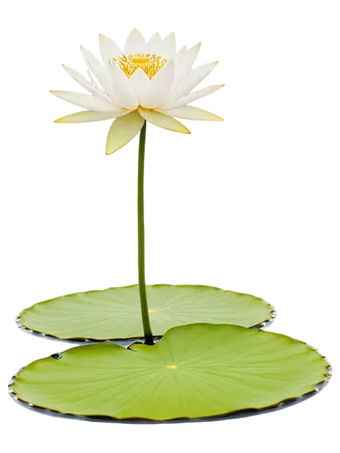 lotus on pond,flower of water-lily,water lily plate,water lily flower,water lily,white water lily,pond lily,waterlily,lotus png,water lotus,water lily leaf,blooming lotus,water lilly,lotus leaf,lily pads,pond flower,white water lilies,lily pad,lotus flowers,large water lily,Illustration,Black and White,Black and White 01