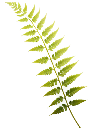 Delicate ferns, green leaves, slender stems, water droplets, soft indirect light, 3/4 composition, shallow depth of field, warm color tone, cinematic lighting, solo, realistic, detailed texture, natur