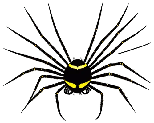 baboon spider,st andrews cross spider,widow spider,funnel web spider,tarantula,edged hunting spider,aedes albopictus,wolf spider,spider,female symbol,jumping spider,tangle-web spider,arachnid,orb-weaver spider,trochidae,walking spider,palm spider,limulidae,cingulata,spyder,Illustration,Children,Children 02