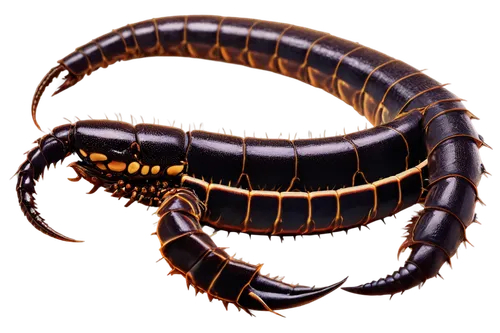 centipede,millipedes,homarus,homarus gammarus,earwig,scorpio,amphipoda,scorpion,oriental cockroach,freshwater prawns,arthropod,gammarus,cockroach,parasite,loukaniko,noorderleech,ensatina,anago,trilobite,varanidae,Conceptual Art,Sci-Fi,Sci-Fi 22