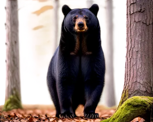 american black bear,bear guardian,black bears,nordic bear,bear,great bear,cute bear,sun bear,spectacled bear,ursa,brown bear,cub,scandia bear,bear kamchatka,bear cub,bears,little bear,bear bow,grizzly,zoo schönbrunn,Illustration,Japanese style,Japanese Style 17