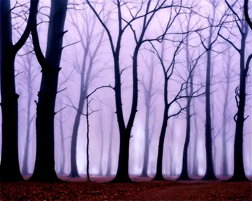 foggy forest,beech trees,haunted forest,beech forest,halloween bare trees,winter forest,foggy landscape,deciduous forest,germany forest,copses,ghost forest,copse,forest of dreams,ground fog,dense fog,fog banks,mixed forest,nebel,enchanted forest,autumn fog,Photography,Fashion Photography,Fashion Photography 09