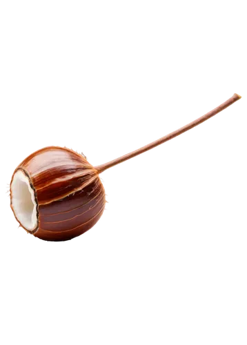 coconut oil on wooden spoon,berimbau,chestnut röhling,areca nut,wooden spinning top,wooden spoon,chestnuts,nut snail,sweet chestnuts,dulce de leche,mitarashi dango,enokitake,chestnut,tea egg,longan,persian onion,conker,chestnut fruit,chokladboll,bowl of chestnuts,Unique,Paper Cuts,Paper Cuts 01