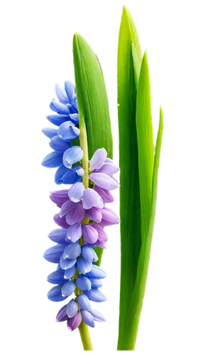 Hyacinth flowers, colorful petals, delicate shape, gentle curves, soft pastel colors, white and blue mixed, stems with green leaves, water droplets on petals, morning dew, close-up shot, shallow depth