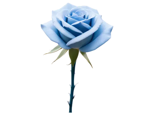 rose png,blue rose,blue rose near rail,flowers png,blue moon rose,rose flower illustration,blue flower,arrow rose,disney rose,bicolored rose,flower rose,peace rose,rose flower,water rose,lady banks' rose ,lady banks' rose,rosa,blue ribbon,carnation of india,cleanup,Illustration,Vector,Vector 05