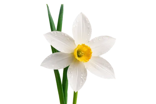 Narcissus flower, solo, white petals, yellow center, delicate stem, green leaves, dew drops, morning sunlight, soft focus, shallow depth of field, warm color tone, 3/4 composition, slight blur, realis