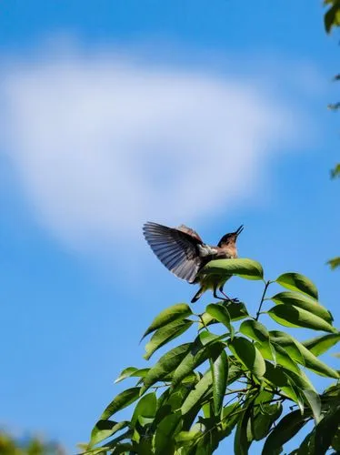 a bird that is flying over some leaves,sky butterfly,chasing butterflies,hairstreak,blue butterfly,morphos,isolated butterfly