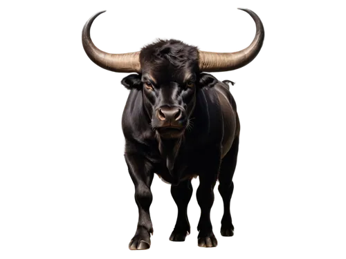 cape buffalo,gnu,taurus,bull,aurochs,oxen,tribal bull,bos taurus,african buffalo,wildebeest,texas longhorn,horns cow,watusi cow,bulls,horoscope taurus,zebu,ox,water buffalo,buffaloes,buffalo,Illustration,Japanese style,Japanese Style 14