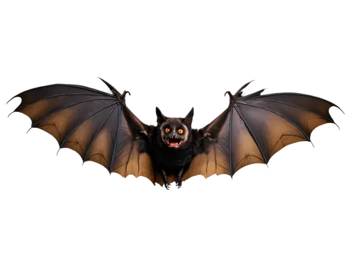 fruit bat,vampire bat,little red flying fox,megabat,bat,bat smiley,tropical bat,bats,big brown bat,flying fox,hanging bat,lantern bat,mouse eared bat,schipperke,flying dog,little brown myotis,halloween vector character,beauceron,black german shepherd,gargoyle,Photography,Fashion Photography,Fashion Photography 06