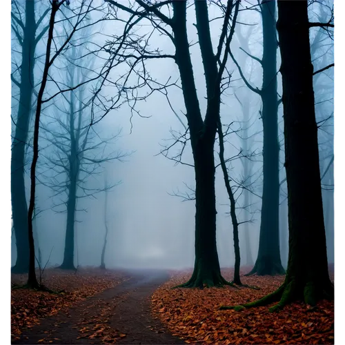 foggy forest,autumn fog,foggy landscape,dense fog,ground fog,nebel,foggy day,haunted forest,germany forest,fog,the fog,mists,forest path,autumn forest,fog banks,morning fog,veil fog,mist,the mystical path,early fog,Photography,Artistic Photography,Artistic Photography 10