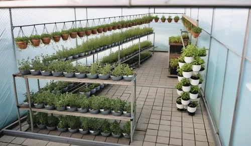 permeable Net house filled with herb plants and hydroponic tower,the plants are in the shelves and all green,leek greenhouse,hahnenfu greenhouse,greenhouse,microhabitats,aquaponics,hydroponics,Photogr