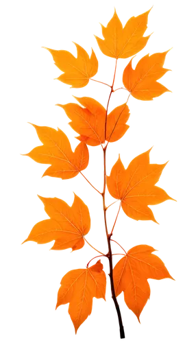 leaf maple,maple leave,maple foliage,thunberg's fan maple,leaf background,beech leaf,autumn leaf paper,red maple leaf,beech leaves,fall leaf border,maple leaf,maple bush,leaf branch,four-leaf,fall leaf,háromerű maple,leaves in the autumn,autumnal leaves,european beech,sweet gum,Illustration,Realistic Fantasy,Realistic Fantasy 10