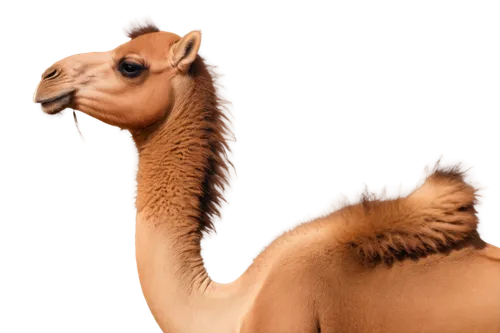 male camel,camelopardalis,dromedary,camelid,camelus,guanaco,dromedaries,camel,camelpox,vicuna,two-humped camel,gadani,guanacos,camels,llama,camelids,llambias,camelride,nazari,camelcase,Art,Classical Oil Painting,Classical Oil Painting 29