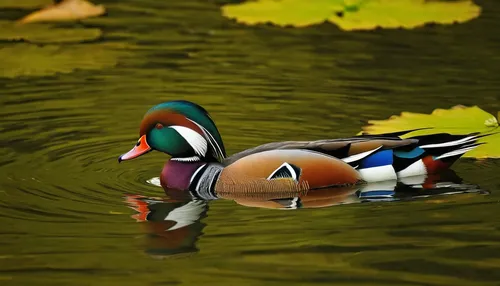 wood duck,mandarin duck,mandarin ducks,mandarin duck water bird,ornamental duck,brahminy duck,mallard,green winged teal (american),canard,cayuga duck,waterfowl,mandarin duck portrait,mallards,pintail,blue winged teal,hooded merganser,sporting decoys,water fowl,duck on the water,wild ducks,Conceptual Art,Fantasy,Fantasy 07