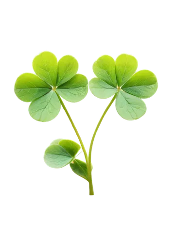 spring leaf background,three leaf clover,4-leaf clover,four-leaf clover,five-leaf clover,four leaf clover,clovers,4 leaf clover,clover leaves,a four leaf clover,lucky clover,shamrock,patrol,pot of gold background,medium clover,green wallpaper,st patrick's day icons,cloverleafs,shamrocks,shamrock balloon,Conceptual Art,Daily,Daily 19