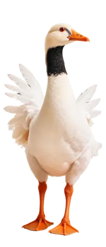 bird png,gooseander,rockerduck,dolan,gullfaks,duck,puffinus,seagull,lameduck,duck bird,whitelocke,megapode,altit,beakman,volpato,gwe,branta,female duck,avian,brahminy duck,Illustration,Realistic Fantasy,Realistic Fantasy 12