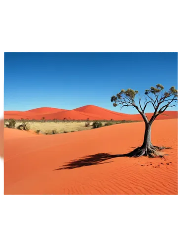 Australian Outback, vast desert landscape, endless red sand dunes, spinifex grass, solitary eucalyptus tree, clear blue sky, few white clouds, warm sunlight, low angle shot, 3/4 composition, shallow d