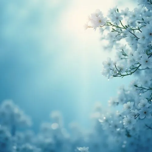 snowflake background,flower background,spring background,white blossom,flower wallpaper,floral digital background,white floral background,wood daisy background,winter background,cold cherry blossoms,spring leaf background,blue snowflake,windows wallpaper,gypsophila,spring blossom,full hd wallpaper,nature background,springtime background,white lilac,dandelion background,Photography,General,Realistic