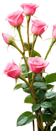 rose plant,pink roses,flowers png,rose bush,pink rose,rosebush,flower background,evergreen rose,pink flowers,rose buds,rose png,shrub rose,rose bud,landscape rose,pink petals,azaleas,flower wallpaper,blooming roses,tea rose,pink flower,Art,Classical Oil Painting,Classical Oil Painting 44