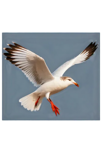 Seagull, white feathers, brown head, sharp beak, wings spread wide, flying, soaring in sky, ocean background, soft sunlight, shallow depth of field, warm color tone, cinematic lighting, close-up on fa