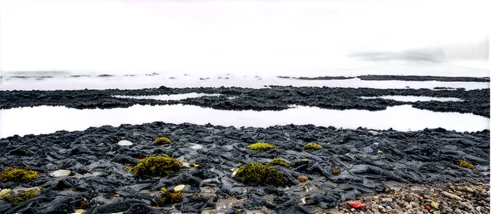 black sand,intertidal,black beach,saltmarsh,mudflat,mudflats,moss landscape,sargassum,seafloor,seaweed,black landscape,microworlds,volcanic rock,foreshore,asphalt,seabed,lichens,saltmarshes,dark beach,lichen,Photography,Documentary Photography,Documentary Photography 07