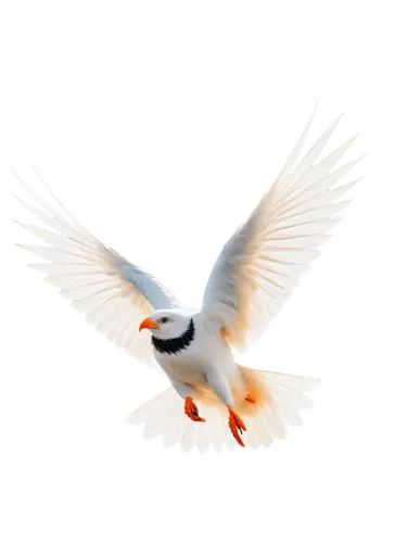 royal tern,flying common tern,tern bird,tern flying,flying tern,common tern,forster s tern,tern,caspian tern,little tern,arctic tern,silver tern,fairy tern,australian zebra finch,crested terns,zebra finch,sandwich tern,whiskered tern,river tern,terns,Conceptual Art,Fantasy,Fantasy 14