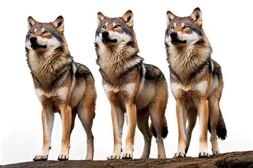 czechoslovakian wolfdog,saarloos wolfdog,huskies,wolves,wolf pack,wolfdog,sakhalin husky,kunming wolfdog,canidae,three dogs,canis lupus,canis lupus tundrarum,european wolf,northern inuit dog,german shepards,alsatian,canines,two wolves,tamaskan dog,dog breed,Illustration,Retro,Retro 18