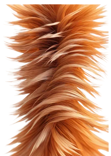 foxtail,garden-fox tail,shetland sheepdog tricolour,furring,rough collie,tails,spines,fur,pomeranian,bergamasco,porcupine,dryandra,animal fur,pomeranians,hairtail,tail,cattail,furr,orang,echidna,Illustration,American Style,American Style 07