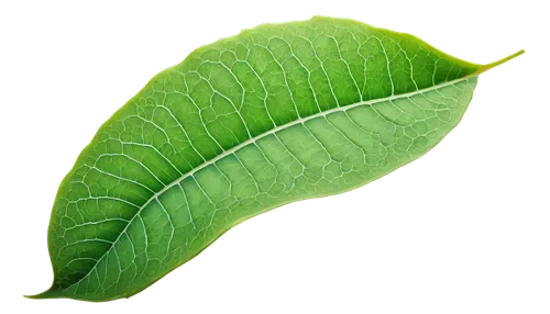 Delicate leaf, green, veins visible, wavy edges, curled up, morning dew, soft natural light, close-up, 3/4 composition, shallow depth of field, warm color tone, cinematic lighting, intricate details, 