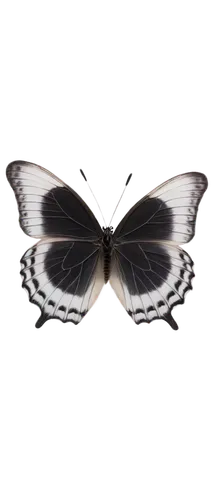 butterfly isolated,butterfly vector,isolated butterfly,butterfly background,papilio,butterfly white,machaon,white butterfly,graphium,marbled white butterfly,morphos,chaon,black-veined white butterfly,eye butterfly,french butterfly,butterfly moth,butterfly,melanargia galathea,lepidoptera,blue butterfly background,Illustration,Retro,Retro 09