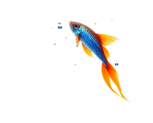 koi,koi fish,dartfish,guardfish,blue fish,fairy wrasse,poisson,fish,kokanee,fjord trout,fish in water,rainbowfish,artemia,peixe,beautiful fish,fishof,peixoto,lanternfish,goldfish,finfish,Conceptual Art,Oil color,Oil Color 19