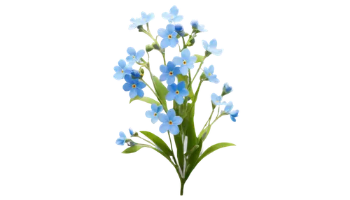 siberian squill,hyacinthoides,lily of the valley,flowers png,blu flower,lily of the field,lilly of the valley,garden star of bethlehem,chionodes,blue flower,camassia,lily of the desert,muguet,star of bethlehem,white grape hyacinths,lilies of the valley,madonna lily,muscari,gentiana,mountain bluets,Art,Artistic Painting,Artistic Painting 30