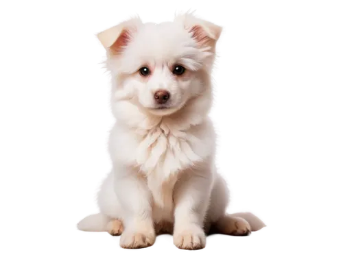 japanese spitz,american eskimo dog,german spitz,german spitz mittel,berger blanc suisse,english white terrier,korean jindo dog,canadian eskimo dog,german spitz klein,indian spitz,pet vitamins & supplements,dog pure-breed,dog breed,canaan dog,icelandic sheepdog,white dog,white shepherd,cute puppy,blonde dog,mixed breed dog,Photography,Documentary Photography,Documentary Photography 28