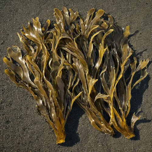 Kelp on a beach along the Strait of Juan de Fuca near, Point Angeles, Washington,kelp,dried grass,dried wild flower,dried plant,dried leaves,seaweeds,dried bananas,golden root,sea kale,dried flowers,s