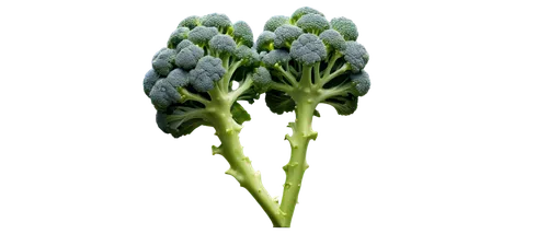 prussian asparagus,broccoflower,asparagus,green asparagus,cyanus cornflower,flowers png,brassica oleracea var,muscari armeniacum,rapini,nymphaeaceae,lavandula,ornithogalum,cleanup,castilleja,pak-choi,bud,brassica rapa,celery plant,brocoli broccolli,chinese celery,Conceptual Art,Graffiti Art,Graffiti Art 11