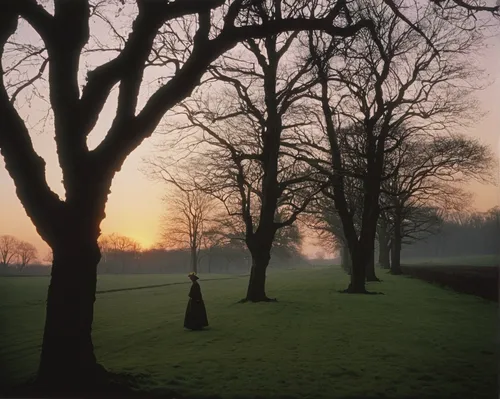 ash-maple trees,beech trees,walnut trees,plane trees,chestnut trees,deciduous trees,sefton park,morning grove,copse,lubitel 2,queen-elizabeth-forest-park,bare trees,ordinary boxwood beech trees,linden tree,elm tree,morning mist,tree lined,orchard meadow,landscape photography,halloween bare trees,Photography,Black and white photography,Black and White Photography 13