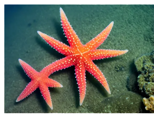 sea star,starfishes,echinoderm,star anemone,asteracea,marine invertebrates,starfish,sea-urchin,marine diversity,sea urchin,bascetta star,kriegder star,red crinoid,sea animals,sea urchins,coral-spot,urchins,lembeh,cnidarian,sea creatures,Photography,Fashion Photography,Fashion Photography 22