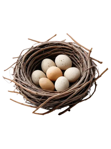 bird eggs,egg basket,nest easter,eggs in a basket,brown eggs,goose eggs,egg tray,spring nest,bird's egg,quail eggs,easter nest,colored eggs,lay eggs,bird nests,egg shells,eggs,easter eggs brown,chicken eggs,egg net,brown egg,Photography,Artistic Photography,Artistic Photography 11