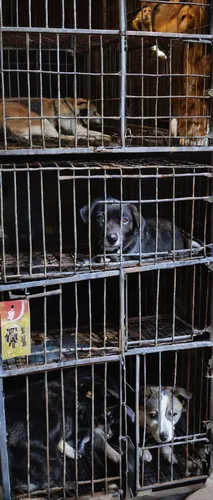 """Dogs are shown locked in a cage at a dog meat farm in Wonju, South Korea on Monday, January 9, 2017. Humane Society International came to an agreement with the farmer to shut down his business and 