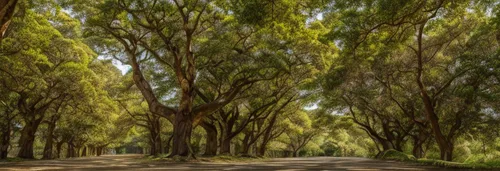 tree-lined avenue,row of trees,gum trees,argan trees,olive grove,forest road,tree grove,tree lined lane,tree lined,palma trees,tree lined path,grove of trees,green trees,tree canopy,yoshua tree national park,chestnut forest,trees with stitching,eucalyptus,green forest,trees,Material,Material,Camphor Wood