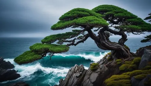 dragon tree,the japanese tree,pine tree,isolated tree,arbre,bonsai tree,canarian dragon tree,bonsai,tree moss,nature wallpaper,lonetree,lone tree,black pine,celtic tree,cliffs ocean,tea tree,tree of life,amazing nature,coastal landscape,tropical tree,Photography,General,Fantasy